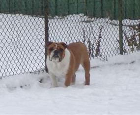 Charly Des Basibulls