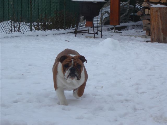 Charly Des Basibulls